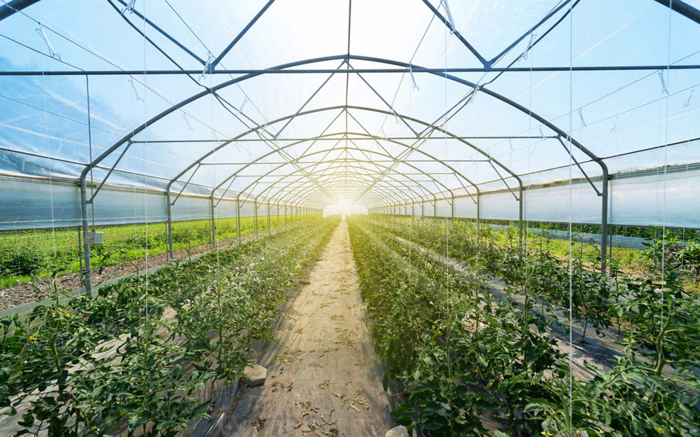 Shade Nets in Dubai