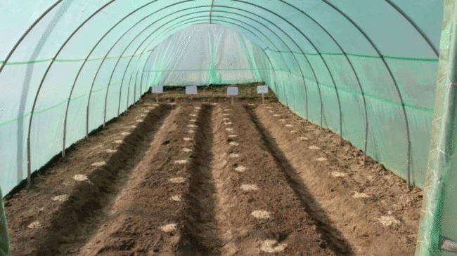 Shade Nets in Dubai