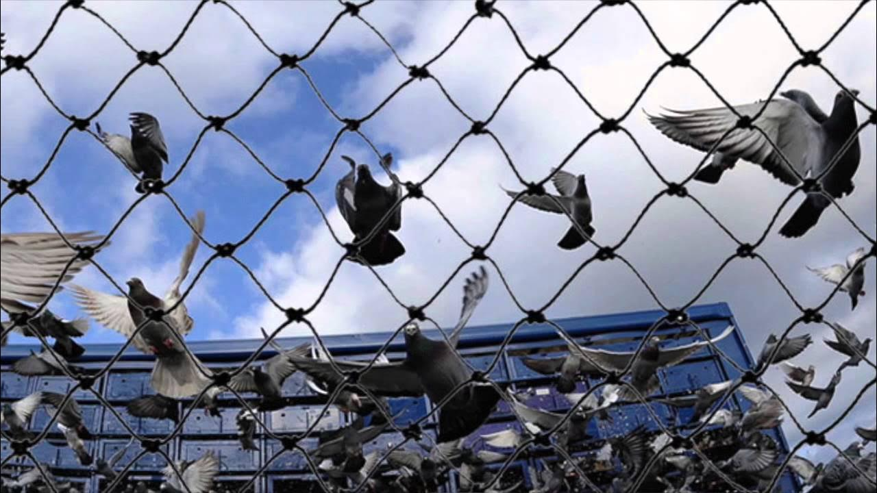Bird Net in Dubai