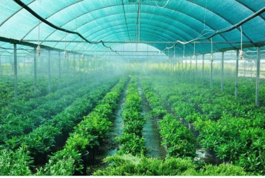 Green Shade Net in Dubai