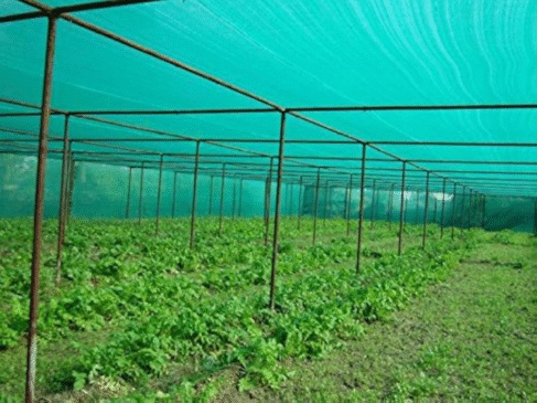 Green Shade Net in Dubai