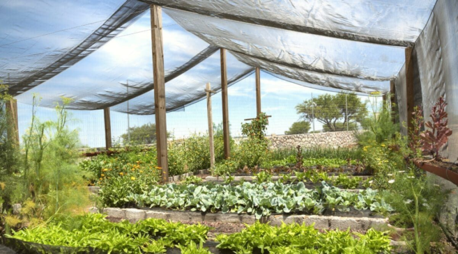 Green Shade Net in Dubai 